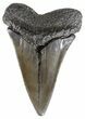 Large, Fossil Mako Shark Tooth - South Carolina #54150-1